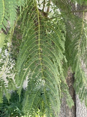Koelreuteria bipinnata