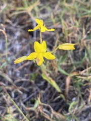 Cyanella lutea lutea