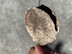 Koelreuteria bipinnata