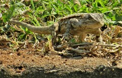 Acanthocercus atricollis