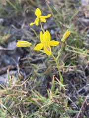 Cyanella lutea lutea