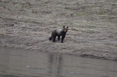Ursus arctos collaris