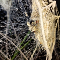 Stegodyphus sarasinorum