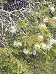 Melaleuca rhaphiophylla