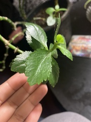 Mecardonia acuminata