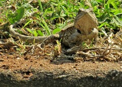 Acanthocercus atricollis