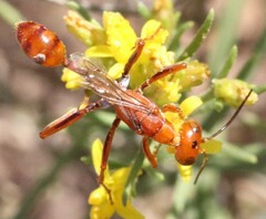 Ammophila wrightii