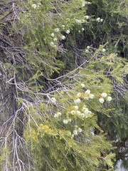 Melaleuca rhaphiophylla