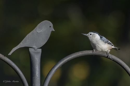 White-breasted Nuthatch, Rutledge Acres, Gaffney, SC, USA, photo 10 of 10