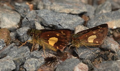 Dalla cypselus