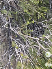 Melaleuca rhaphiophylla