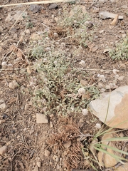 Monardella odoratissima