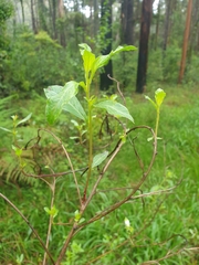 Billardiera mutabilis