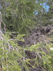 Melaleuca rhaphiophylla