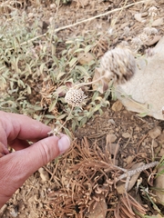 Monardella odoratissima