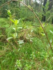 Billardiera mutabilis