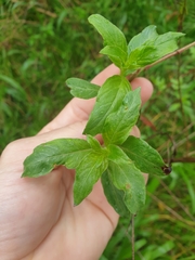 Billardiera mutabilis