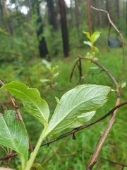Billardiera mutabilis