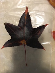 Liquidambar