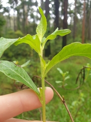 Billardiera mutabilis