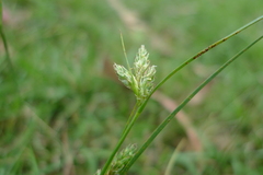 Carex inversa