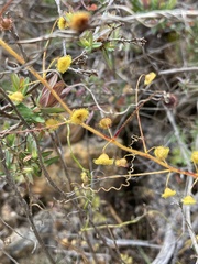 Drosera macrantha