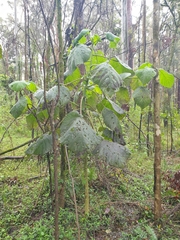 Dendrocnide excelsa