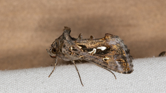 Chrysodeixis argentifera