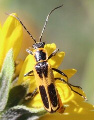 Chauliognathus scutellaris