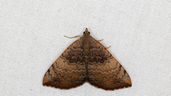 Chrysolarentia mecynata