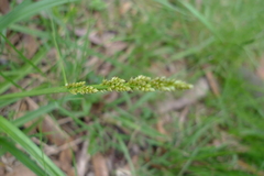 Carex incomitata