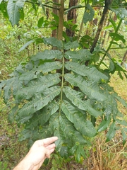 Flindersia schottiana