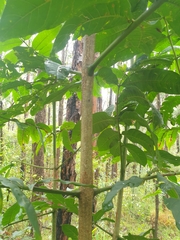 Flindersia schottiana