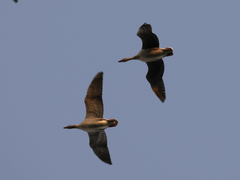 Anser brachyrhynchus