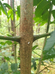 Flindersia schottiana