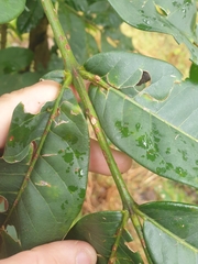 Flindersia schottiana