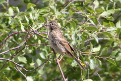 Emberiza godlewskii