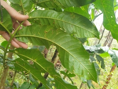 Flindersia schottiana