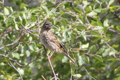 Emberiza godlewskii