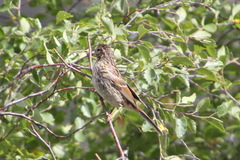 Emberiza godlewskii