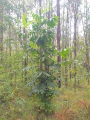 Flindersia schottiana