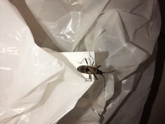 Elasmolomus squalidus