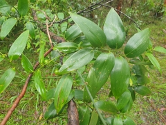 Geitonoplesium cymosum