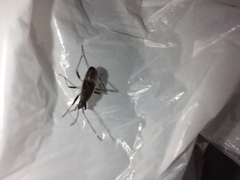 Elasmolomus squalidus