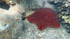 Culcita novaeguineae