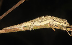 Lygodactylus