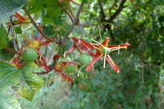 Passiflora cinnabarina