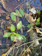 Ludwigia peploides glabrescens