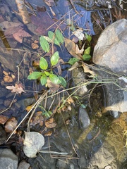 Ludwigia peploides glabrescens