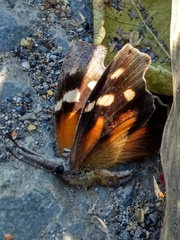 Libytheana carinenta mexicana